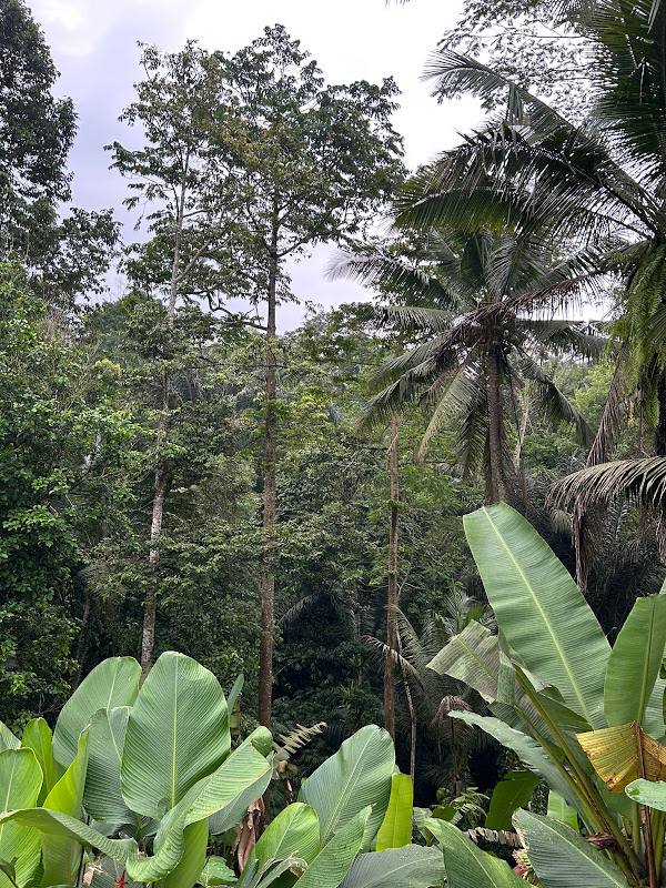 1 спальня · Keliki, Ubud — фото 6